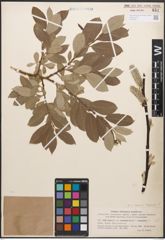 Foto von Salix caprea L. x Salix lapponum L.